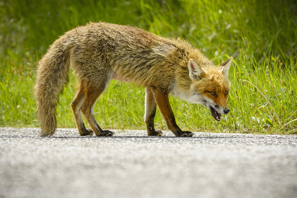 Rabies in our community